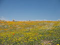 Amapolas de California y "California Goldfields" (Lasthenia californica).