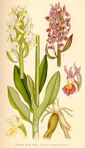 plate 400 Dactylorhiza sambucina