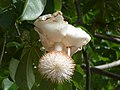 Květ baobabu prstnatého (Adansonia digitata)