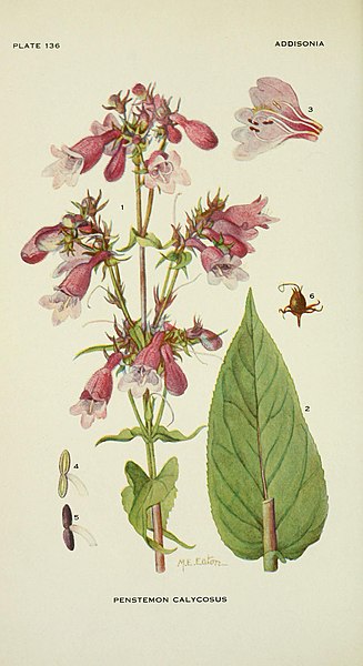 File:Addisonia - colored illustrations and popular descriptions of plants (1916-(1964)) (16152836383).jpg