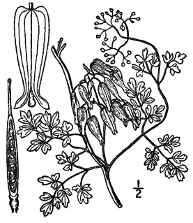 <i>Adlumia</i> Genus of flowering plants in the poppy family Papaveraceae