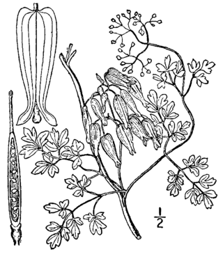 <i>Adlumia</i> Genus of flowering plants in the poppy family Papaveraceae