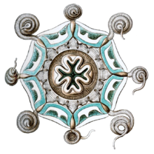 Aeginura grimaldii Haeckel.png tarafından