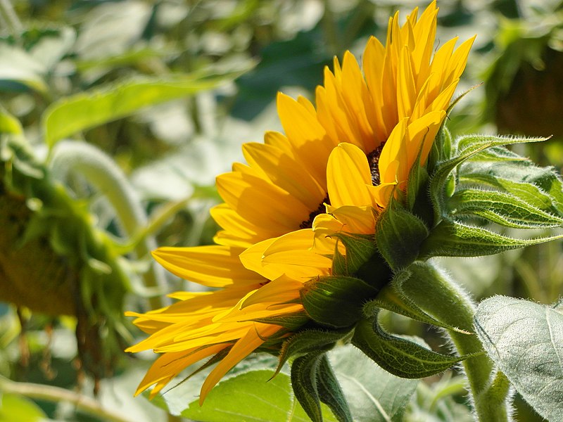 File:Affoltern - Helianthus annuus 2012-08-11 16-35-44 (WB850F).JPG