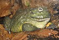 African Bullfrog.jpg