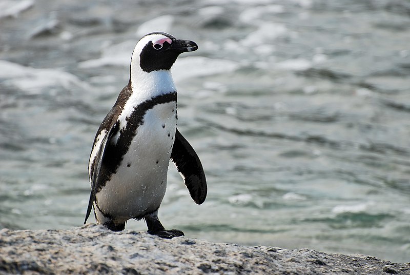 File:African penguin near Boulders Beach.jpg