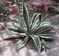 Agave americana aureo-marginata