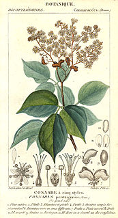 Connaraceae Family of flowering plants