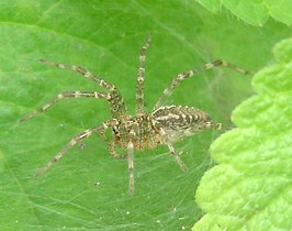 Allagelena opulenta