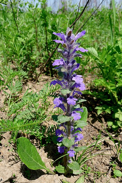 File:Ajuga multiflora (Lamiaceae) (34958767274).jpg