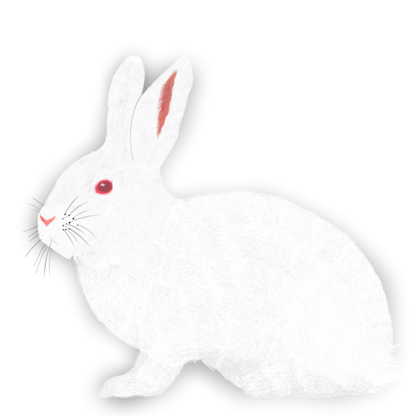 File:Albino Rabbit Illustration.png