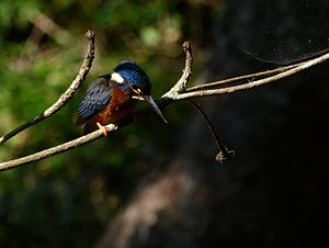 Meninting Kingfisher (Alcedo meninting)