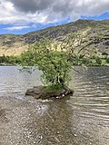 Thumbnail for File:Alder tree at Ullswater.jpg