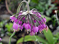 Allium cernuum