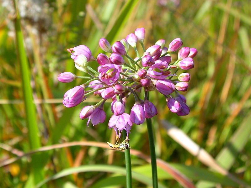 File:Allium thunbergii.jpg