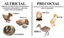 A diagram of altricial and precocial bird species Altricial VS Precocial birds diagram.png