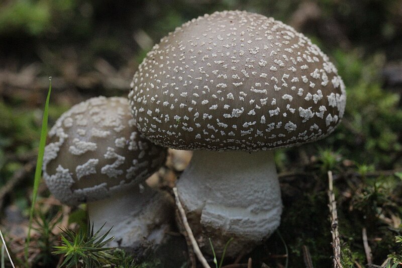 File:Amanita excelsa (36503903244).jpg