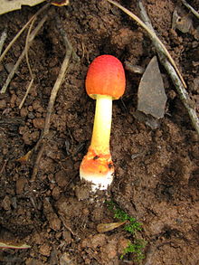 Found in Yunnan Province, China Amanita rubrovolvata 97092.jpg