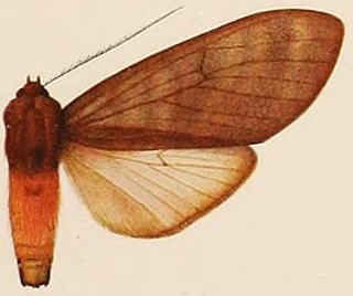 <i>Amastus umber</i> Species of moth