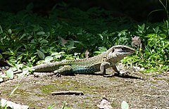 Description de l'image Ameiva praesignis.jpg.