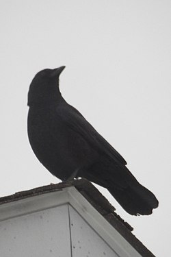 American Crow (Corvus brachyrhynchos)