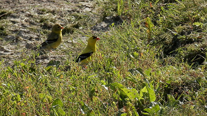 American Goldfinches (Spinus tristis), Male and Female