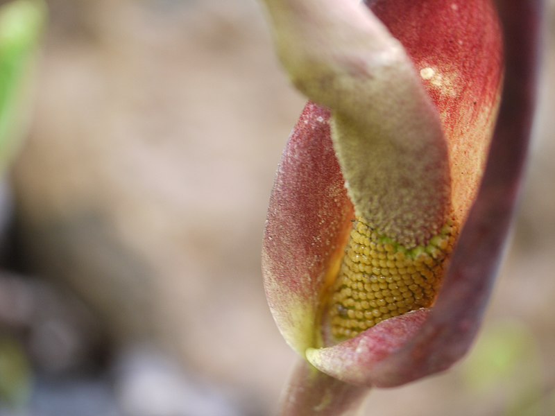 File:Amorphophallus commutatus 125054754.jpg