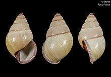 Amphidromus schomburgki (MNHN-IM-2000-2074) .jpeg