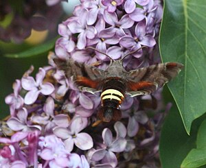 Amphion floridensis visiting flowers