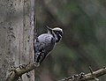Thumbnail for File:An Eurasian three-toed woodpecker (26262704320).jpg