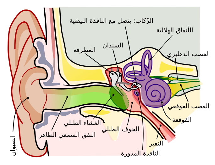 File:Anatomy of the Human Ear ar.svg