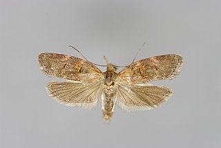 <i>Anchinia</i> Genus of moths