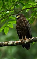 Андаманский Serpent Eagle Albin 1.jpg 