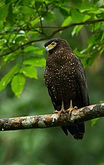 Thumbnail for Andaman serpent eagle