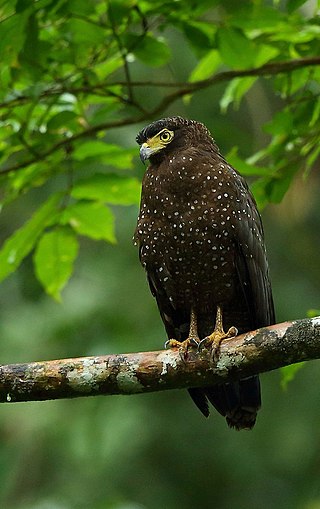 <span class="mw-page-title-main">Andaman serpent eagle</span> Eagle species (Spilornis elgini) from the Andaman Islands