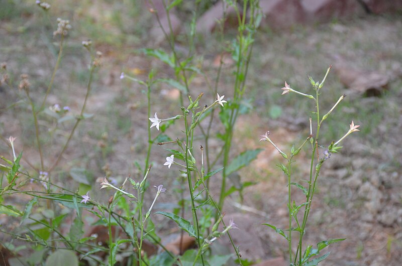 File:Andrographis paniculata Wikipedia Takes Kolkata V DSC 5875 01.jpg