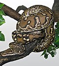 Angola-Zwergpython (Python anchietae)