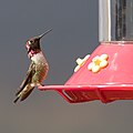 Anna’s Hummingbird (Calypte anna) at a bird feeder in Sea Ranch, California.