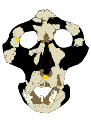 <i>Anoiapithecus</i> Extinct genus of ape from the Miocene