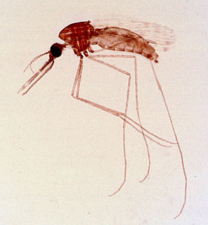 <i>Eilat virus</i> Species of virus