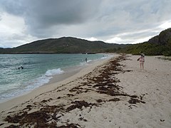 Quelques dépôts de sargasses échouées sur la plage en avril 2018