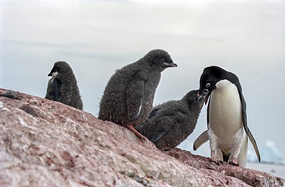 Antarctic, adelie penguins (js) 20.jpg