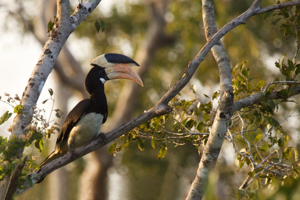 Anthracoceros coronatus -Wilpattu National Park, Sri Lanka-8 (1).jpg