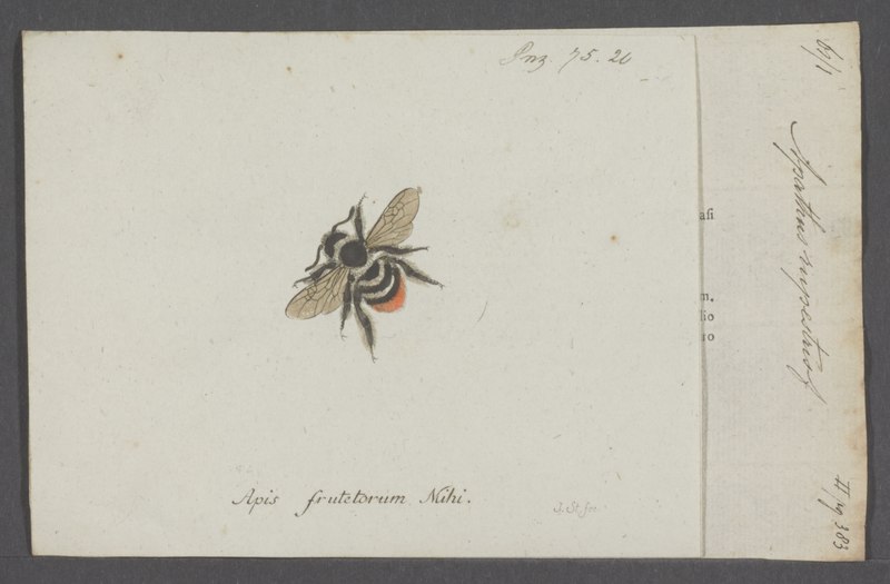 File:Apathus - Print - Iconographia Zoologica - Special Collections University of Amsterdam - UBAINV0274 045 10 0002.tif