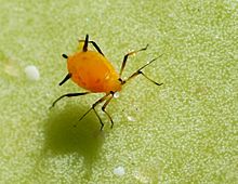 Aphid мамыр 2010-5.jpg