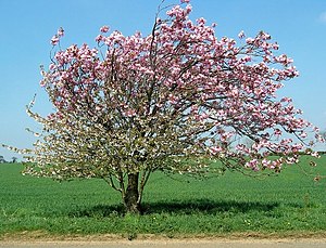 Apple tree in blossom - geograph.org.uk - 407616.jpg