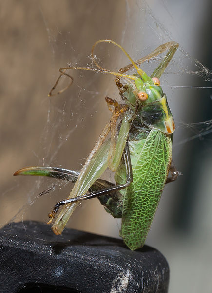 File:Araña en Oroso. Galiza 03.jpg