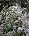 Sternhaar-Zwerg-Gänsekresse (Arabis stellulata)