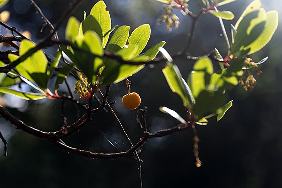 Arbutus unedo (Rhodes, Greece)