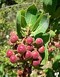 Miniatura para Arctostaphylos glauca